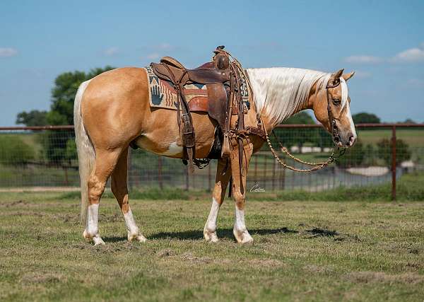 ranch-quarter-pony