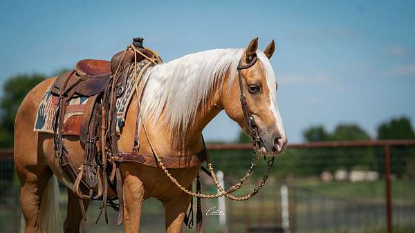 ranch-versatility-quarter-pony