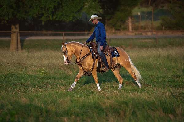 ranch-work-quarter-pony