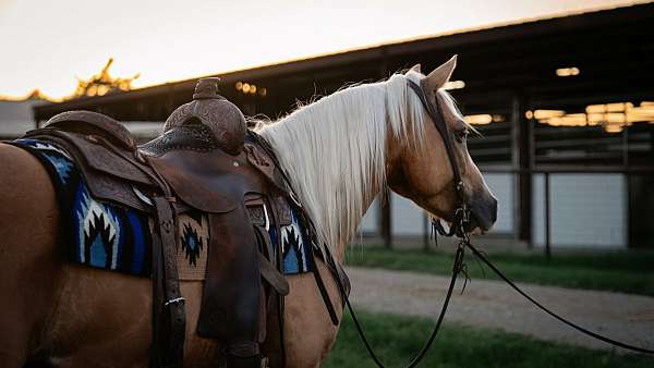 roping-quarter-pony