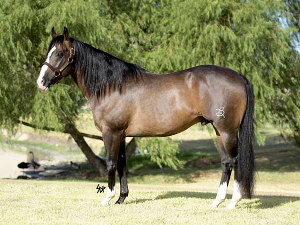 show-quarter-pony