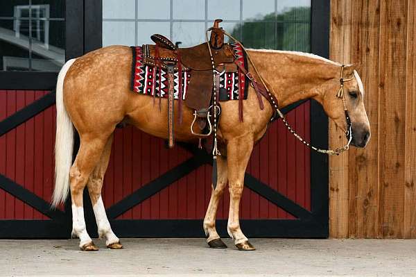 athletic-quarter-horse