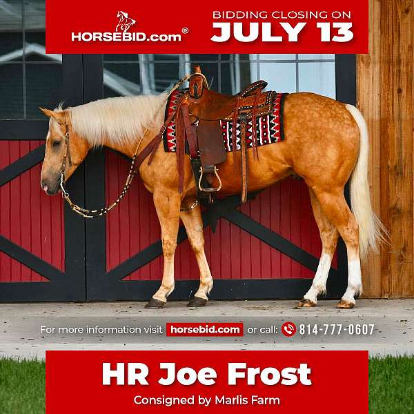 all-around-quarter-horse