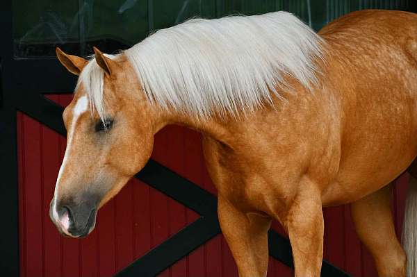 kid-safe-quarter-horse