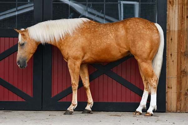 performance-quarter-horse