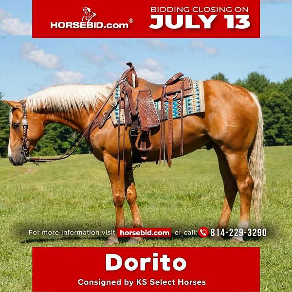 all-around-quarter-horse