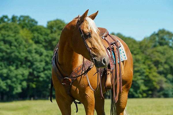 flashy-quarter-horse