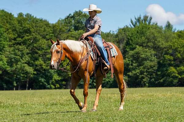athletic-quarter-horse