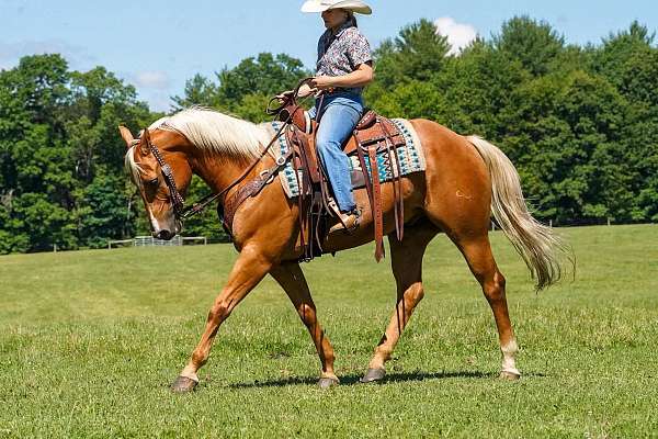 husband-safe-quarter-horse