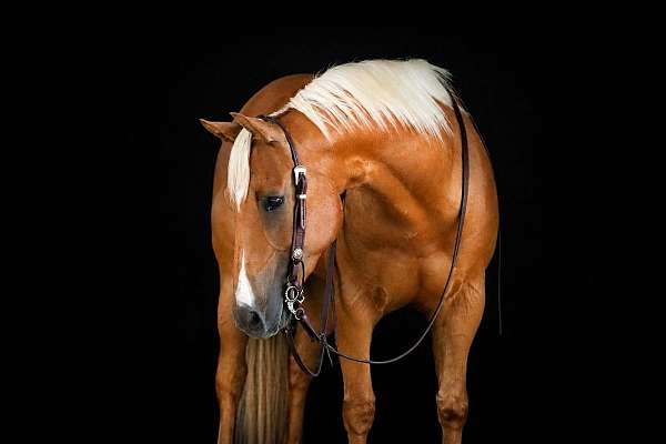 performance-quarter-horse