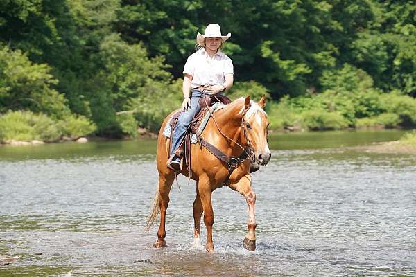ranch-quarter-horse