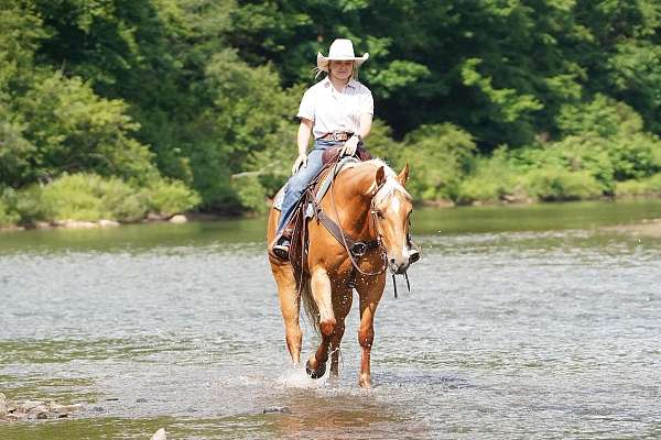ranch-versatility-quarter-horse