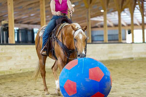 ranch-work-quarter-horse