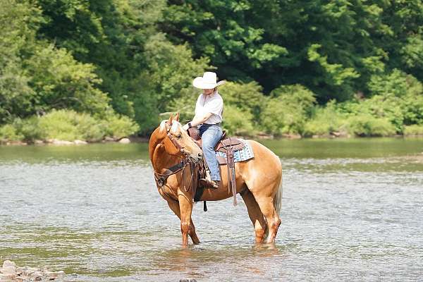 show-quarter-horse