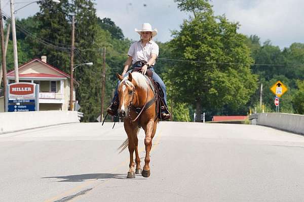 trail-quarter-horse
