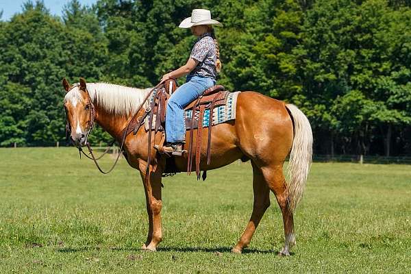 western-riding-quarter-horse