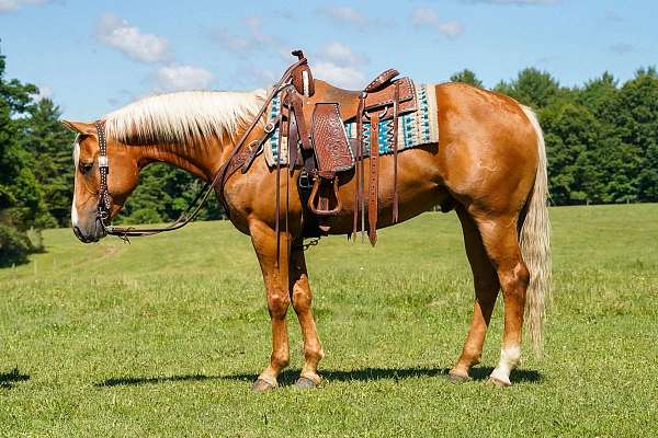 working-cattle-quarter-horse