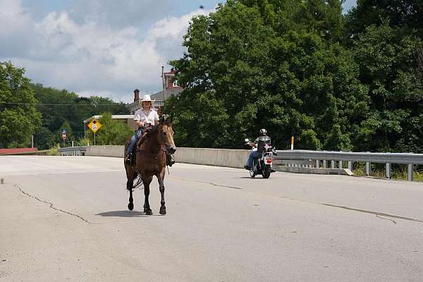 athletic-quarter-horse