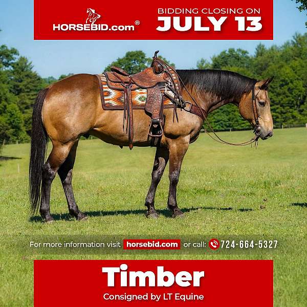 all-around-quarter-horse
