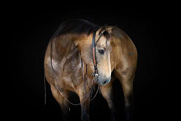flashy-quarter-horse