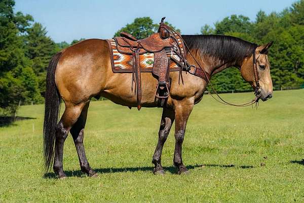 ranch-work-quarter-horse
