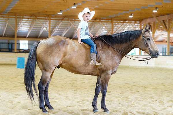 trail-quarter-horse