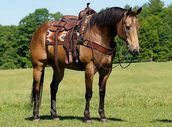 trail-riding-quarter-horse