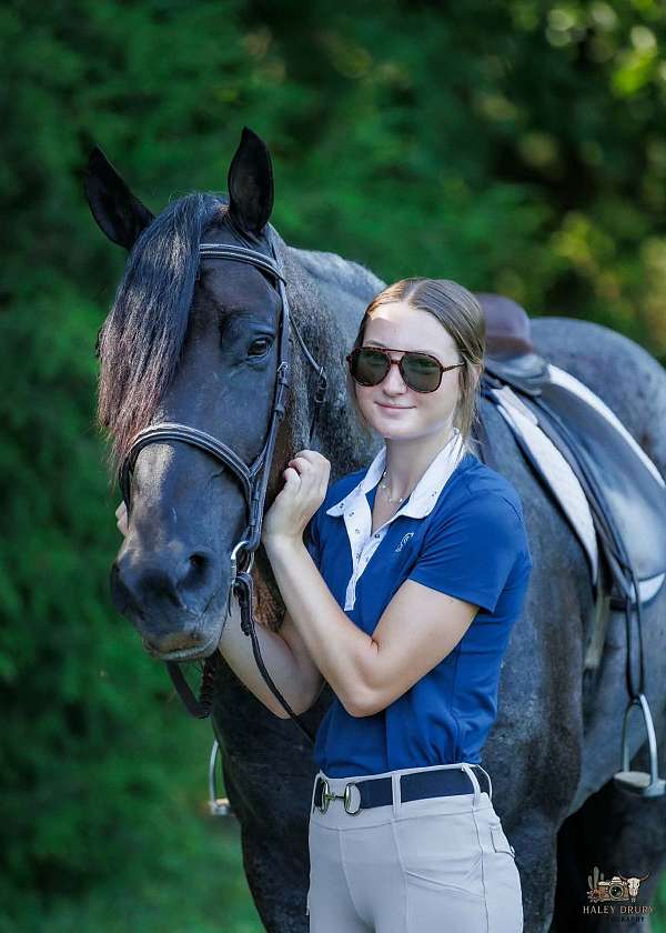 draft-percheron-horse
