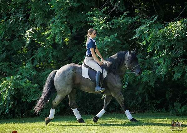 cross-percheron-horse