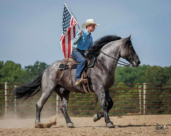 driving-percheron-horse
