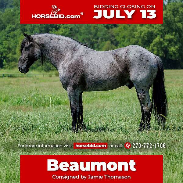 all-around-percheron-horse