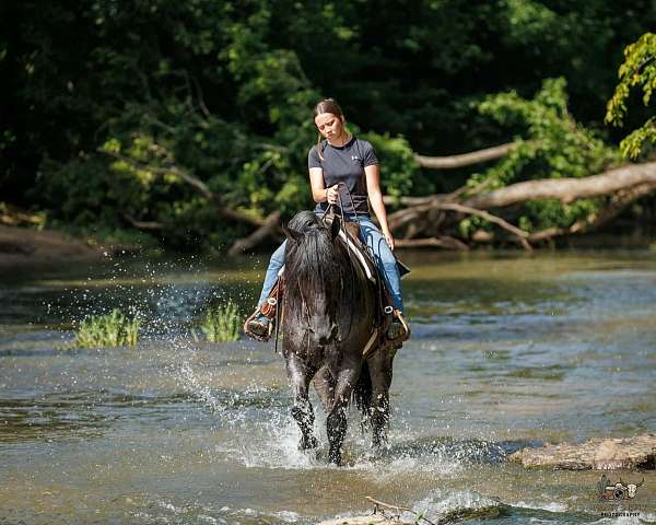 flashy-percheron-horse