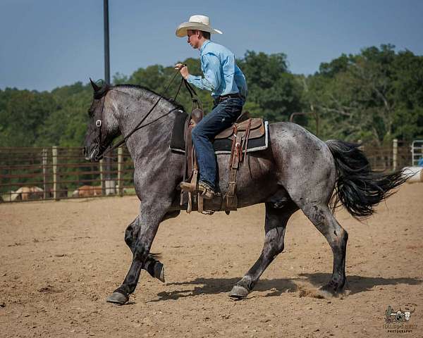 kid-safe-percheron-horse