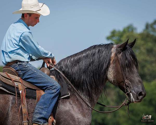 parade-percheron-horse