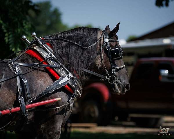 ridden-english-percheron-horse