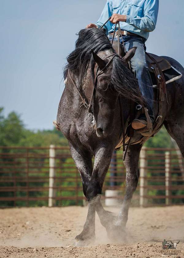 ridden-western-percheron-horse