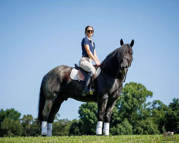 show-percheron-horse