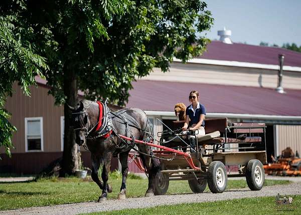 trail-percheron-horse