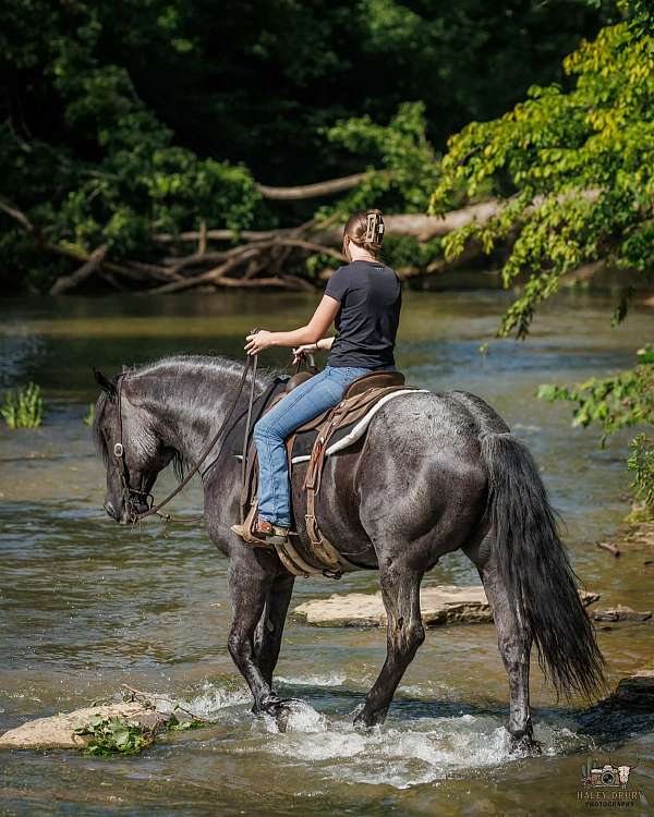 trail-riding-percheron-horse