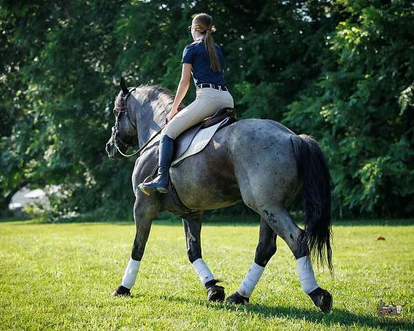 youth-percheron-horse