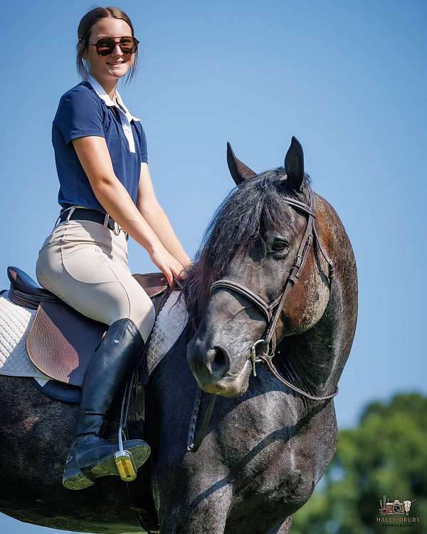blue-roan-percheron-gelding