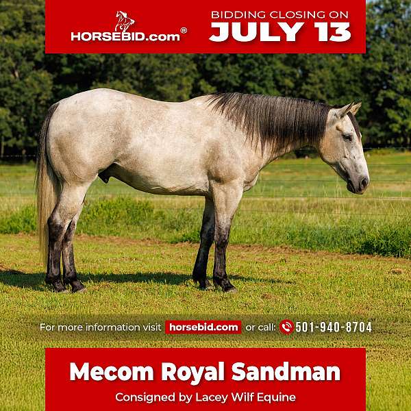 all-around-quarter-horse