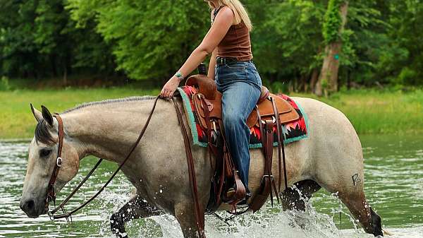 husband-safe-quarter-horse