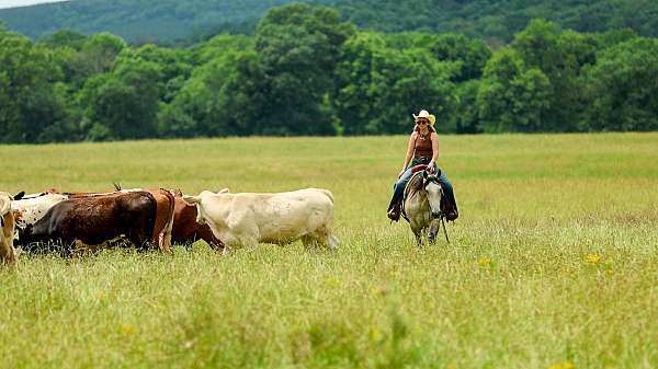 performance-quarter-horse
