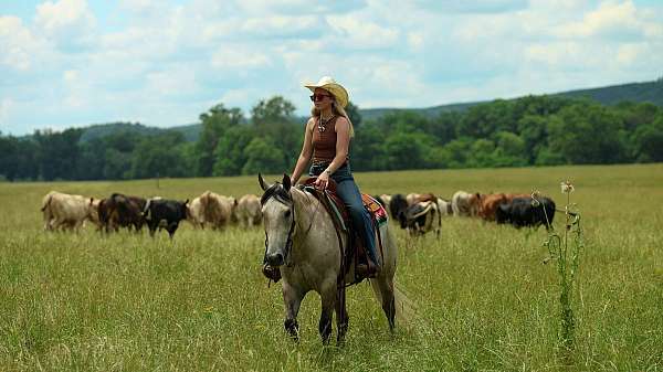 ranch-quarter-horse