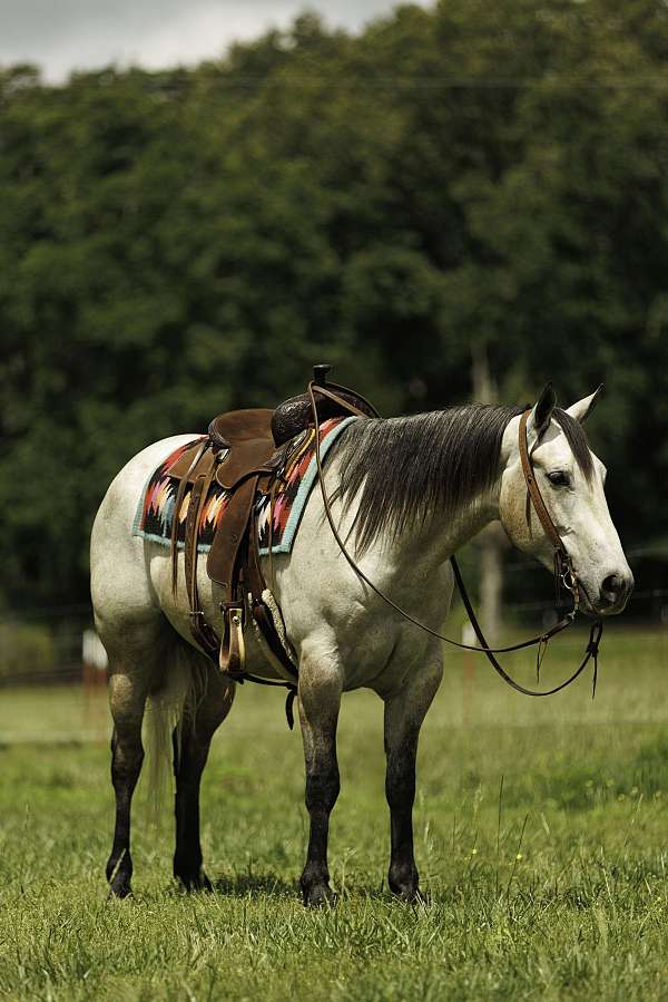 athletic-quarter-horse