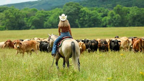 roping-quarter-horse