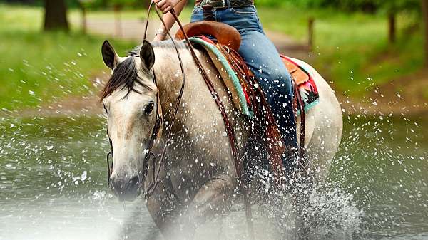 show-quarter-horse