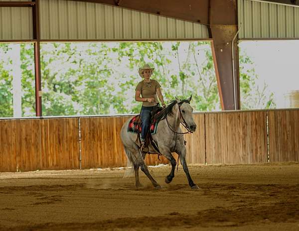 trail-quarter-horse