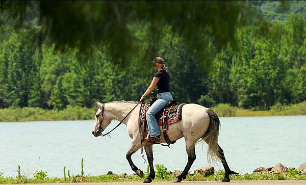 working-cattle-quarter-horse